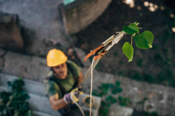 Tree Health Inspection in Amity, OR